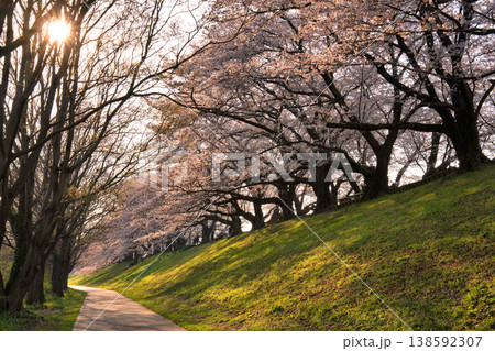 朝日に輝く京都・背割堤の桜並木 朝日に輝く京都・背割堤の桜並木 138592307
