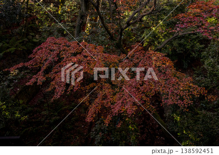 紅葉したモミジ 紅葉したモミジ 138592451