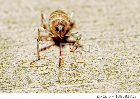 シギゾウムシの一種 138592715