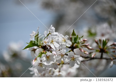 春の桜 春の桜 138592872