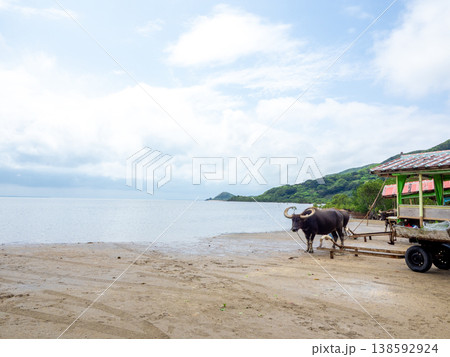 由布島の水牛(沖縄県西表島)※西表島側 由布島の水牛(沖縄県西表島)※西表島側 138592924