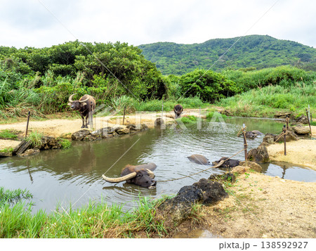 由布島の水牛(沖縄県西表島) 由布島の水牛(沖縄県西表島) 138592927