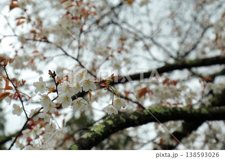 雨の雫と桜の花 138593026