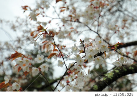 雨の雫と桜の花 雨の雫と桜の花 138593029