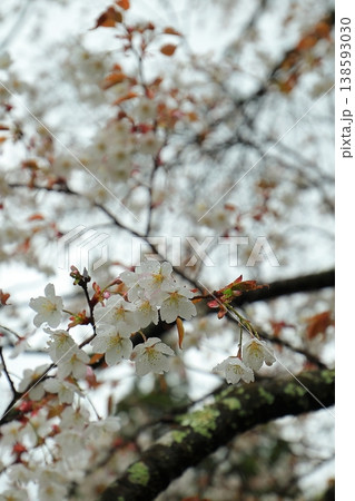 雨の雫と桜の花 138593030