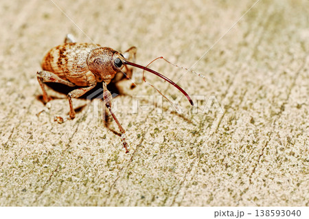 シギゾウムシの一種 138593040