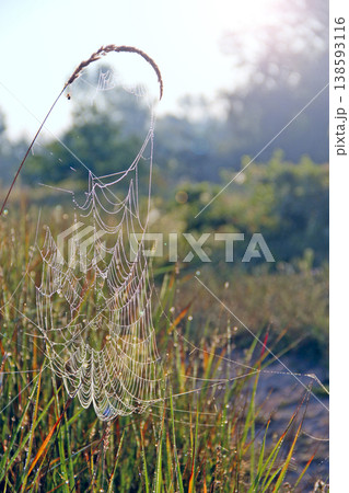 Spider web with drops of dew at dawn in sunny rays. Sun lights in morning Spider web with drops of dew at dawn in sunny rays. Sun lights in morning 138593116