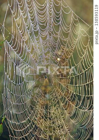 Spider web with drops of dew at dawn in sunny rays. Sun lights in morning Spider web with drops of dew at dawn in sunny rays. Sun lights in morning 138593119