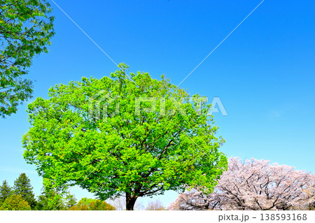 青空に映える新緑と桜の木 138593168