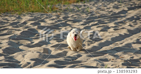 Maltipoo puppy running on sand. small Maltese dog playing outdoors. Family pet 138593293