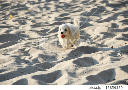 Maltipoo puppy running on sand. small Maltese dog playing outdoors. Family pet 138593294