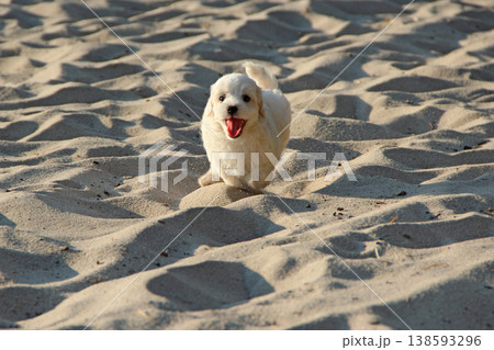 Maltipoo puppy running on sand. small Maltese dog playing outdoors. Family pet 138593296