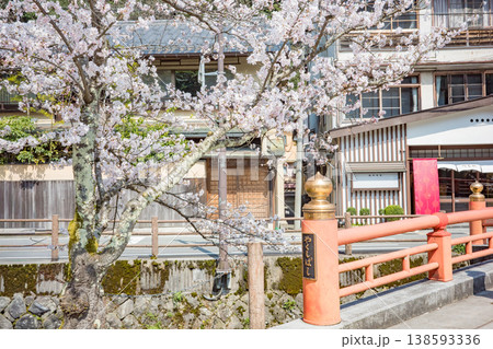 兵庫県豊岡市城崎温泉の大たに川沿いに咲く満開の桜 138593336
