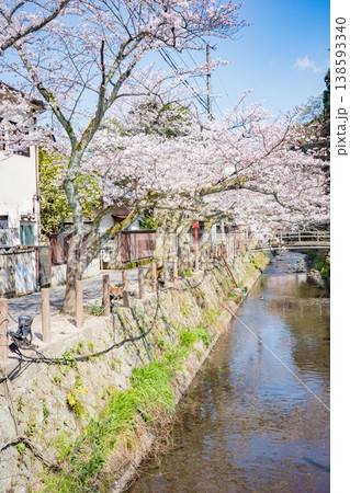 兵庫県豊岡市城崎温泉の大たに川沿いに咲く満開の桜 138593340