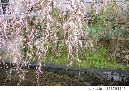 兵庫県豊岡市城崎温泉の大たに川沿いに咲く満開の桜 138593343