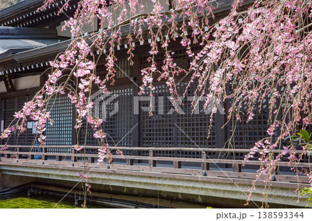 城崎温泉の外湯巡り、御所の湯に咲く満開の枝垂れ桜 138593344