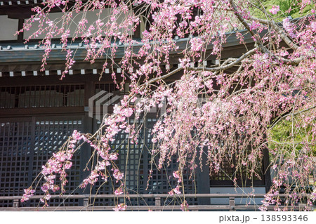 城崎温泉の外湯巡り、御所の湯に咲く満開の枝垂れ桜 城崎温泉の外湯巡り、御所の湯に咲く満開の枝垂れ桜 138593346