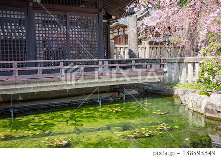 城崎温泉の外湯巡り、御所の湯に咲く満開の枝垂れ桜 138593349