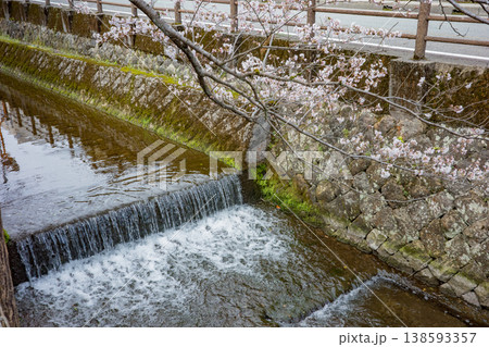 兵庫県豊岡市城崎温泉の大たに川沿いに咲く満開の桜 兵庫県豊岡市城崎温泉の大たに川沿いに咲く満開の桜 138593357