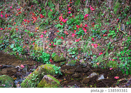 谷川に散る赤いツバキ 138593381