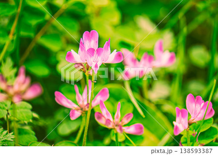 れんげ草 れんげ草 138593387