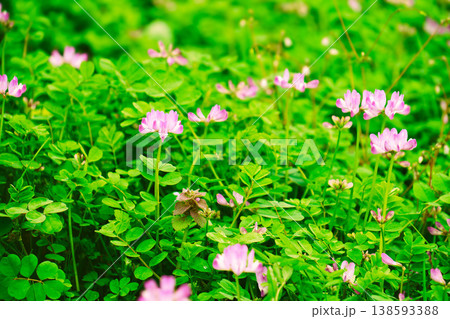 れんげ草 れんげ草 138593388