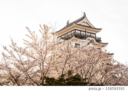 桜に包まれる春の福山城 桜に包まれる春の福山城 138593391
