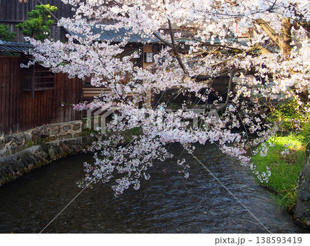 桜 桜 138593419