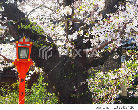 辰巳神社と桜 辰巳神社と桜 138593420