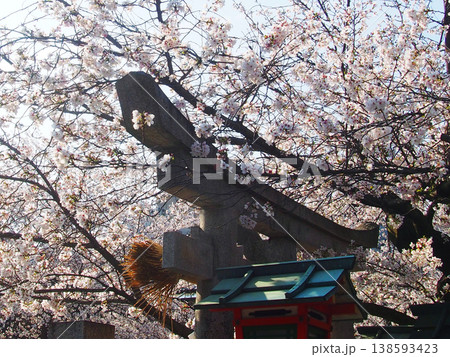 辰巳神社と桜 辰巳神社と桜 138593423