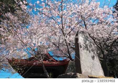 宇都母知神社の鐘楼と石碑に咲きかかる桜 宇都母知神社の鐘楼と石碑に咲きかかる桜 138593468