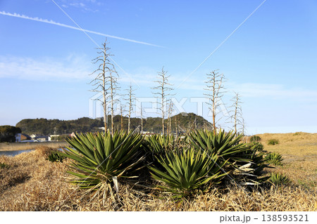 夷隅川河口付近から見た太東崎と砂地に生息するユッカランの群生 138593521
