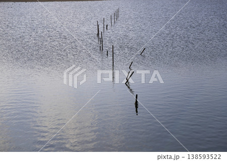 浅瀬の干潟に刺さった杭 138593522