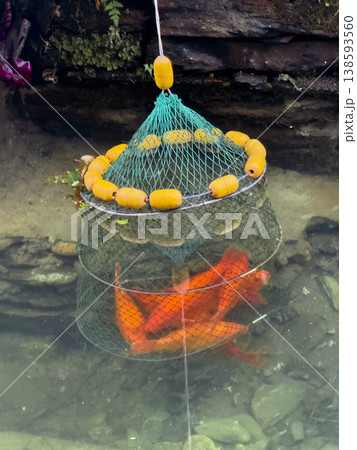 keeping fish, koi carp in a suspended fishing top or cage keeping fish, koi carp in a suspended fishing top or cage 138593560