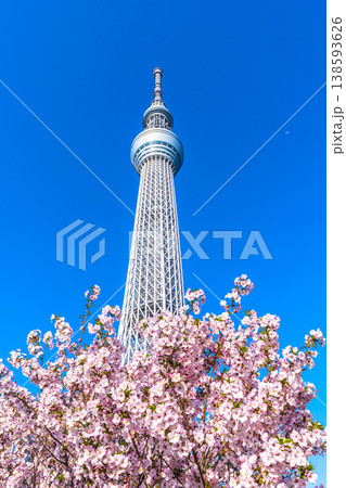 日本の東京都市景観 青空に映える東京スカイツリーと御殿場桜などを望む=4月 日本の東京都市景観 青空に映える東京スカイツリーと御殿場桜などを望む=4月 138593626