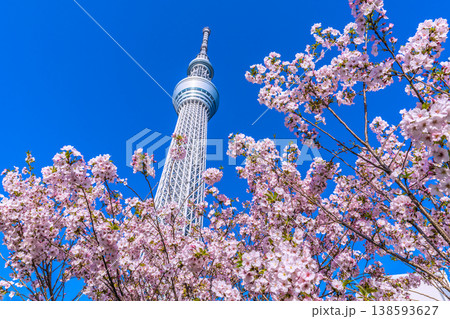 日本の東京都市景観 青空に映える東京スカイツリーと御殿場桜などを望む=4月 日本の東京都市景観 青空に映える東京スカイツリーと御殿場桜などを望む=4月 138593627