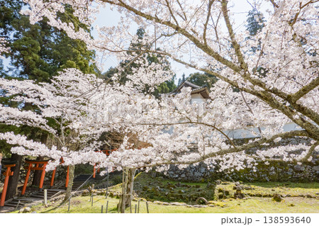 兵庫県豊岡市・桜が満開の出石城跡 138593640