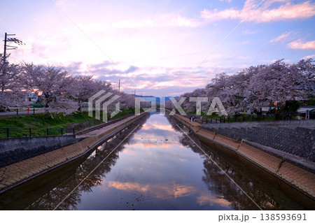 京都府久御山町・前川堤の桜並木の夕暮れの風景 京都府久御山町・前川堤の桜並木の夕暮れの風景 138593691
