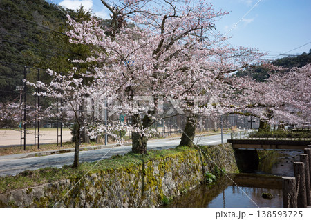 兵庫県豊岡市城崎温泉の大たに川沿いに咲く満開の桜 兵庫県豊岡市城崎温泉の大たに川沿いに咲く満開の桜 138593725