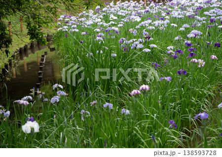 生田緑地の菖蒲園 生田緑地の菖蒲園 138593728