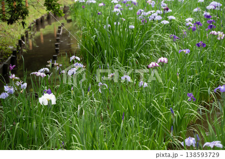 生田緑地の菖蒲園 生田緑地の菖蒲園 138593729