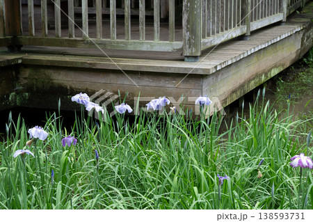 生田緑地の菖蒲園 生田緑地の菖蒲園 138593731