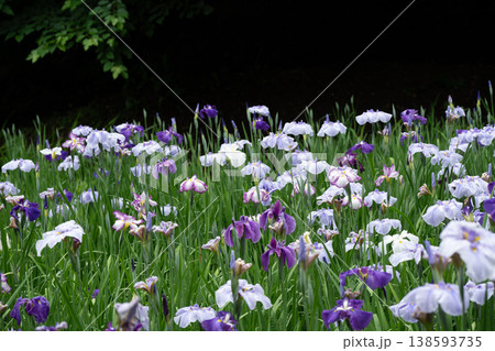 生田緑地の菖蒲園 138593735