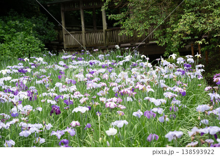 生田緑地の菖蒲園 生田緑地の菖蒲園 138593922
