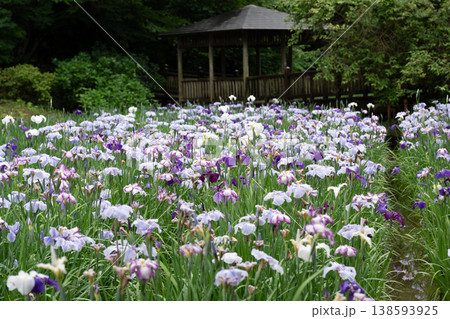 生田緑地の菖蒲園 138593925