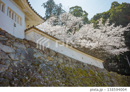 兵庫県豊岡市・桜が満開の出石城跡 兵庫県豊岡市・桜が満開の出石城跡 138594004