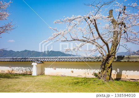 兵庫県豊岡市・桜が満開の出石城跡 兵庫県豊岡市・桜が満開の出石城跡 138594010