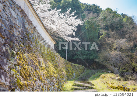 兵庫県豊岡市・桜が満開の出石城跡 兵庫県豊岡市・桜が満開の出石城跡 138594021