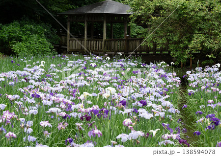 生田緑地の菖蒲園 138594078