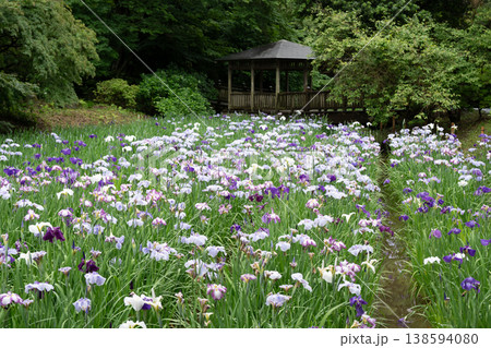 生田緑地の菖蒲園 生田緑地の菖蒲園 138594080